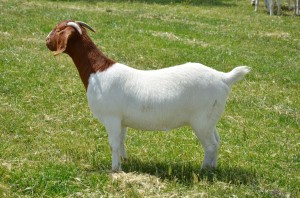Photo of a Boer doe
