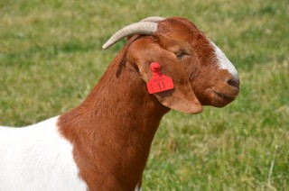 Boer doe