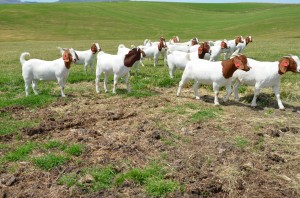 A good photo of some of our Boer herd