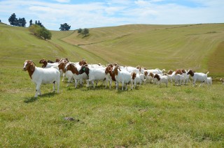 Boer goat herd
