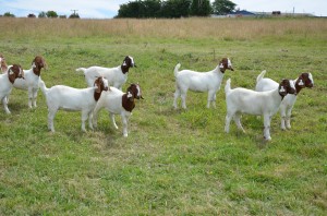 Photo of a few Boer does