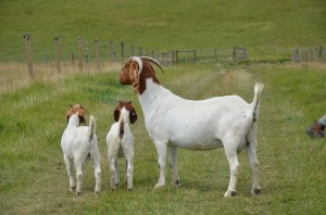 Photo of a Boer doe and her kids