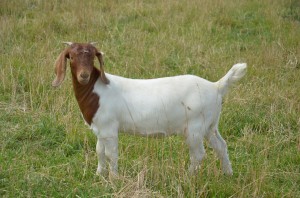 Photo of a Boer doe