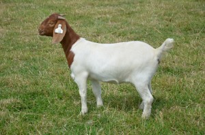 Photo of a Boer doe