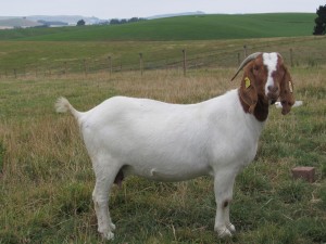 Boer doe