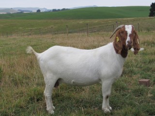 Boer doe