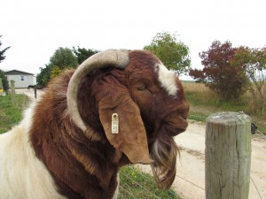 Boer buck