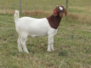 Boer doe