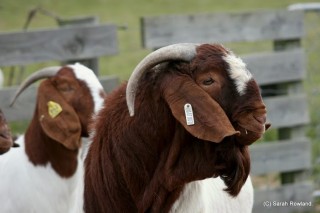 Boer Buck