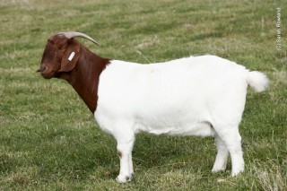 Sarahs potos-goats 2012