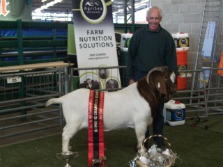 Viking-Supreme Champion Boer Goat