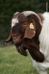 Boer Buck