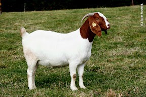Boer Doe