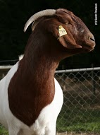 Boer Doe